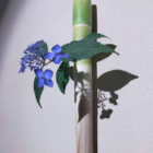 観葉植物